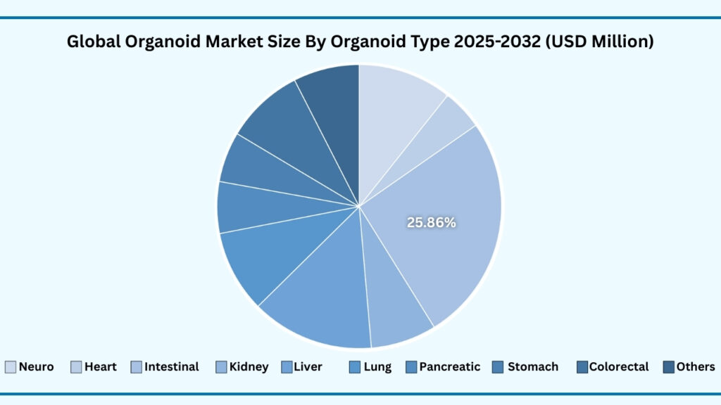 Global Organoid Market, By Organoid Type