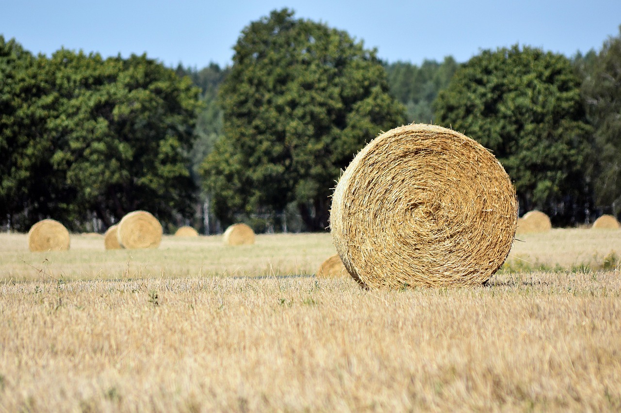 Global Bio-Stimulants 